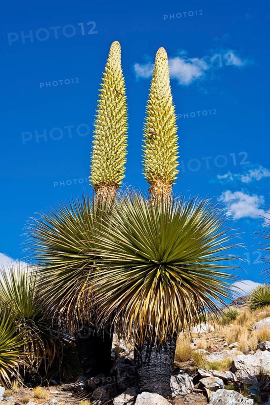 Queen of the Andes or Giant Bromeliads (Puya raimondii)