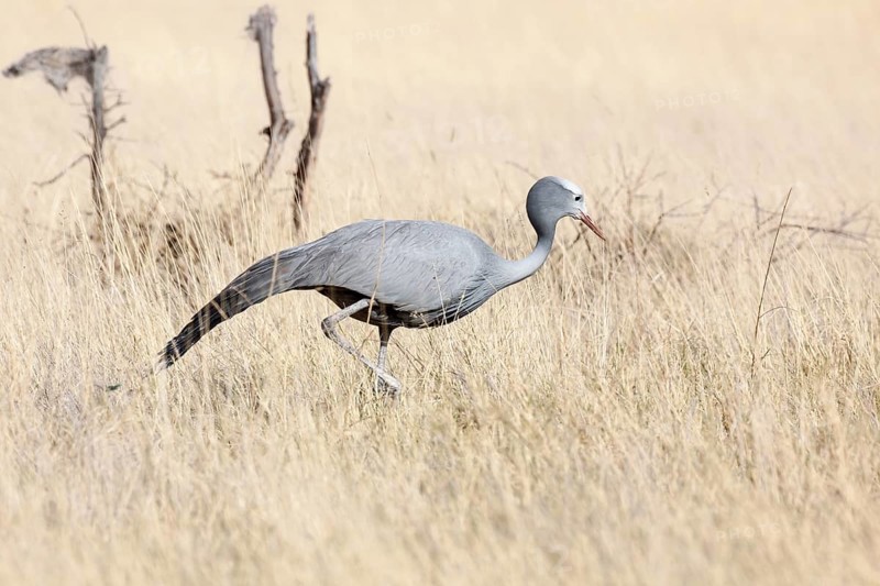 Blue Crane (Anthropoides paradisea) in grass