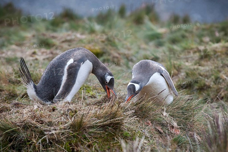 Gentoo Penguins (Pygoscelis papua)