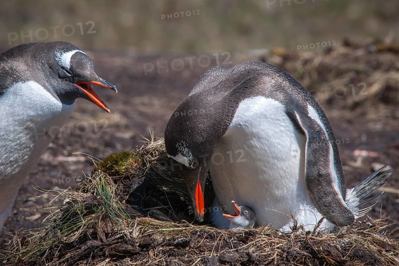 Gentoo Penguin (Pygoscelis papua) with chick at nest