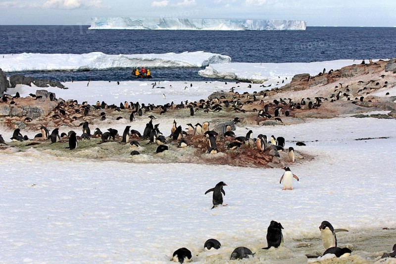 Penguin colony