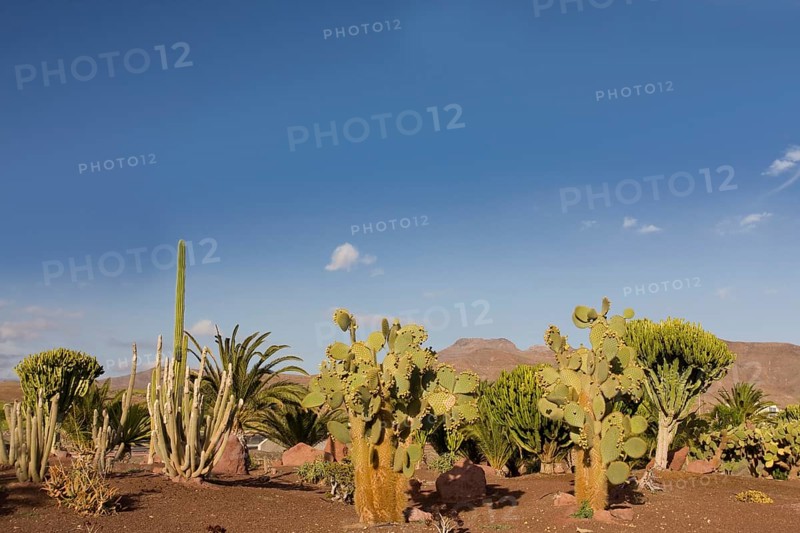 Cacti (Cactaceae) in Las Playitas