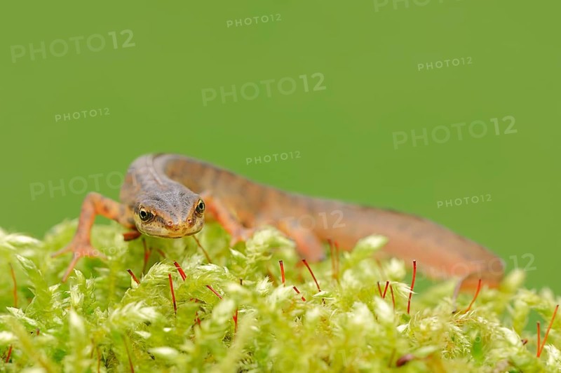 Smooth Newt or Common Newt (Lissotriton vulgaris