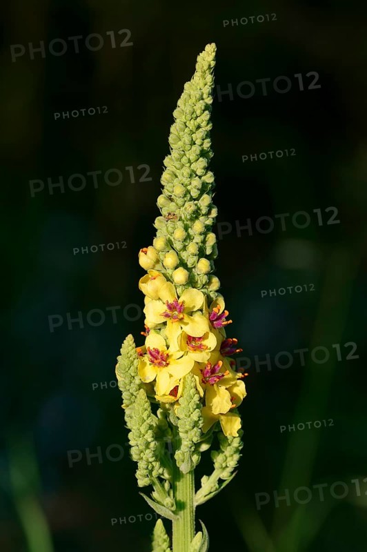 Dark Mullein (Verbascum nigrum)