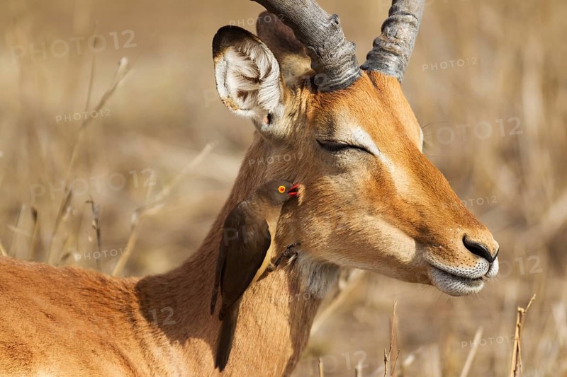 Impala (Aepyceros melampus)