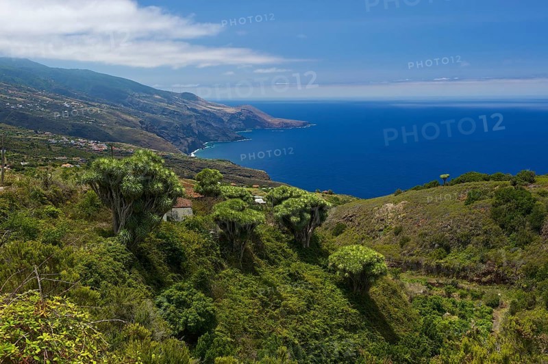 Canary Islands Dragon Tree (Dracaena draco)