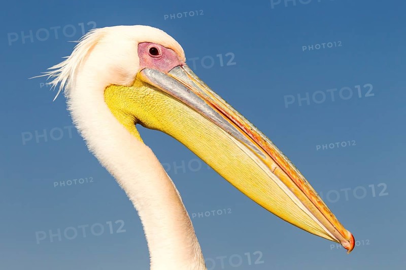 Great White Pelican (Pelecanus onocrotalus)