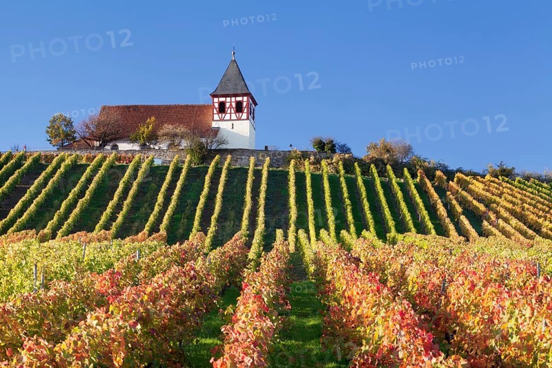 Vineyard in autumn with Michaelsberg hill and St Michael's Church