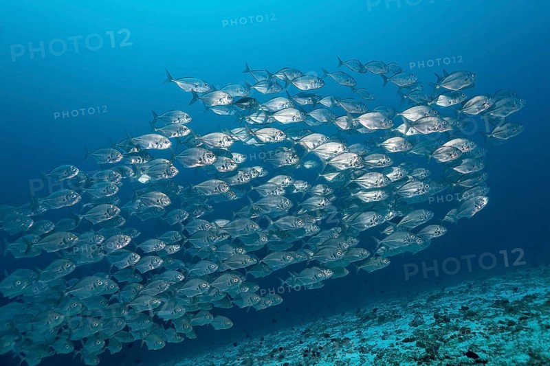 Blue Trevallys (Carangoides ferdau)