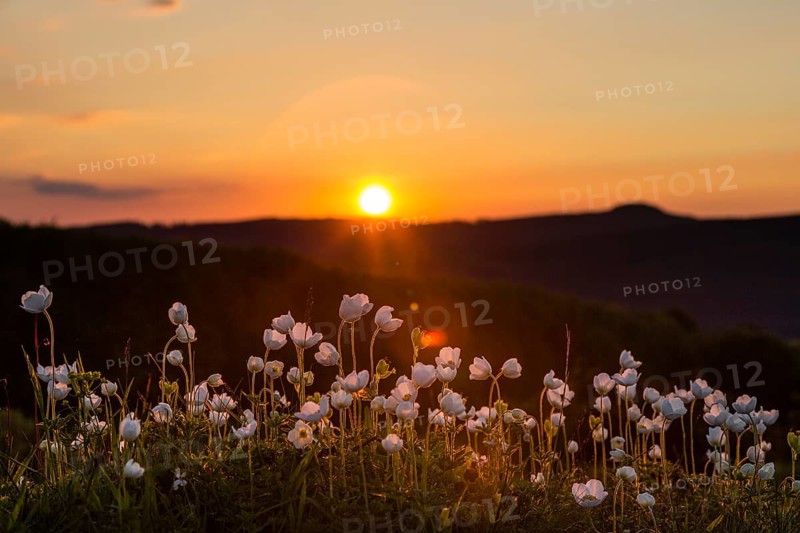Snowdrop Anemones (Anemone sylvestris)