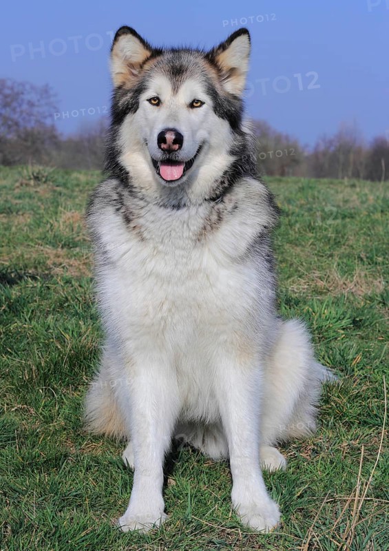 Alaskan Malamute sitting on a meadow