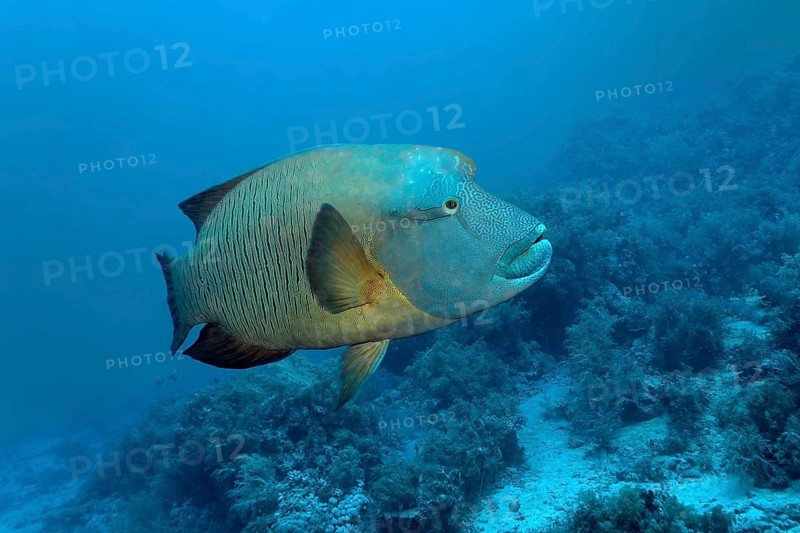 Humphead wrasse (Cheilinus undulatus) over coral reef
