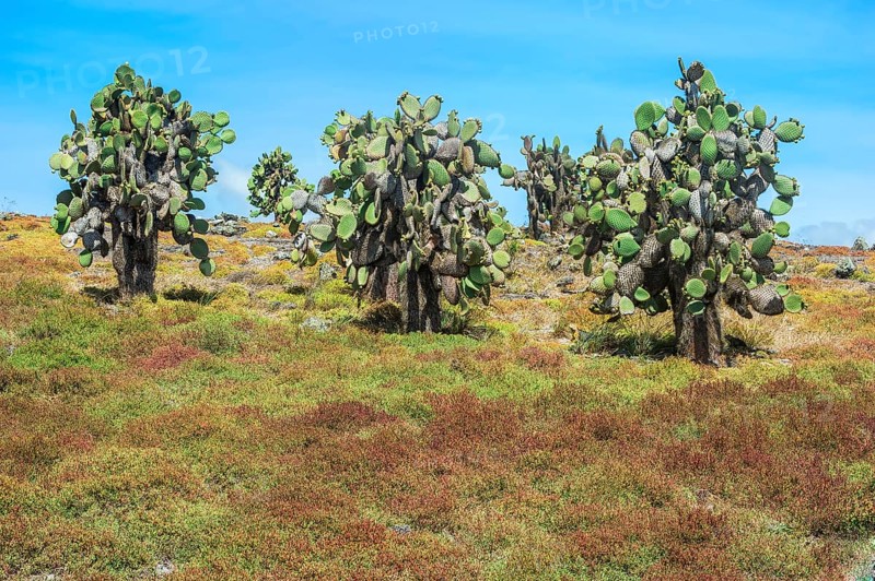 Giant Prickly Pear cactuses (Opuntia sp.)