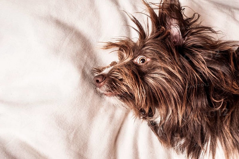 Portrait of a lying brown mixed-breed dog