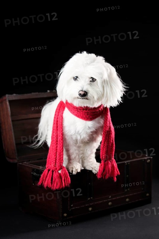 Maltese dog with red scarf in a small treasure chest