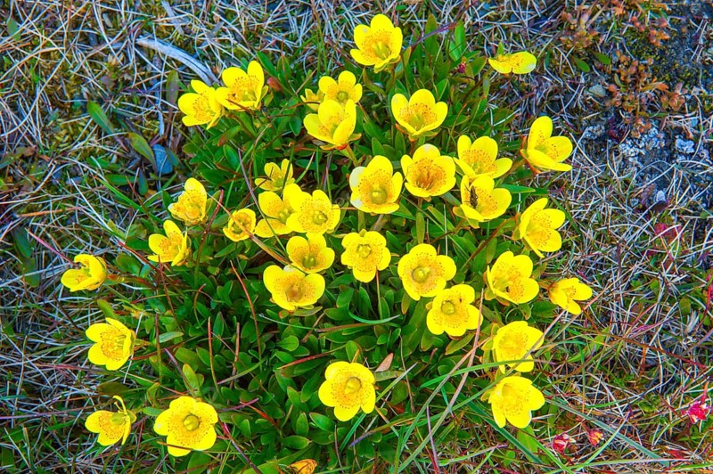 Bog saxifrage (Saxifraga hirculus)