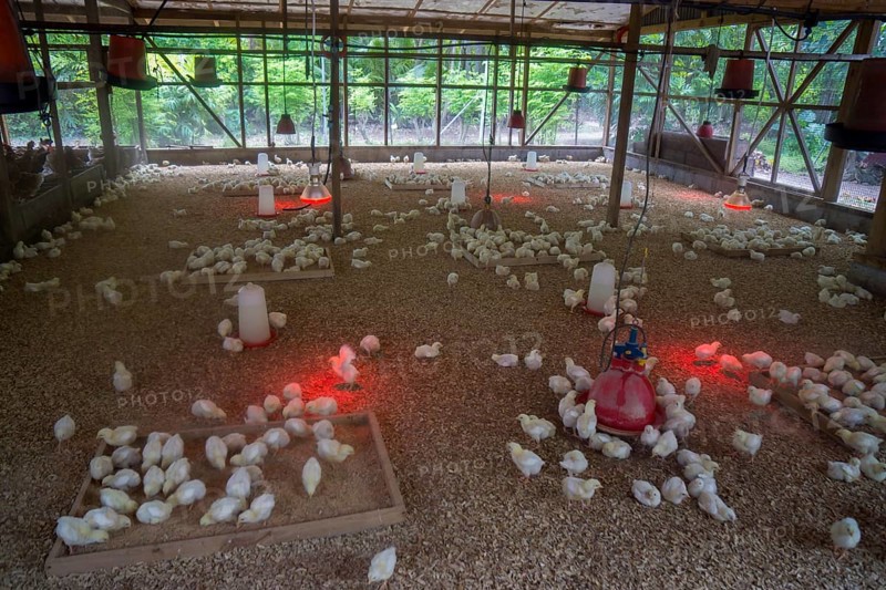 Chicks on a poultry farm