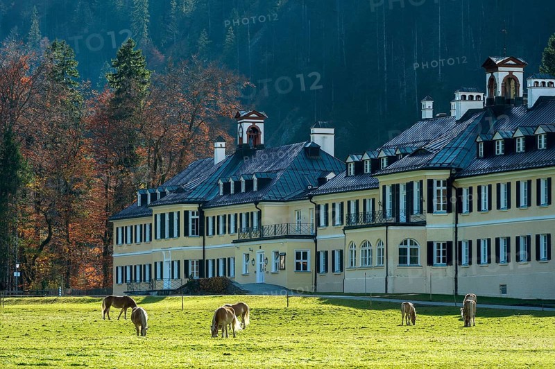 Horses on pasture