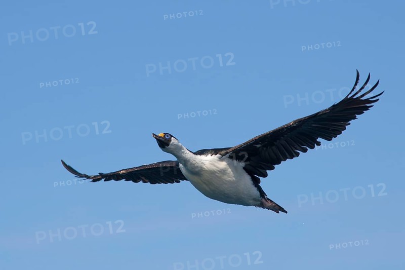 Blue-eyed Shag or Imperial Shag (Phalacrocorax atriceps)