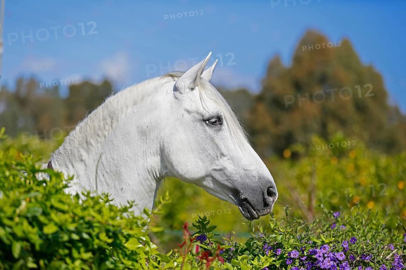 Andalusian horse