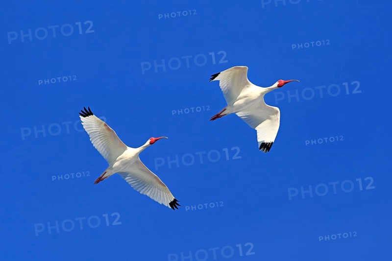 American White Ibis (Eudocimus albus)