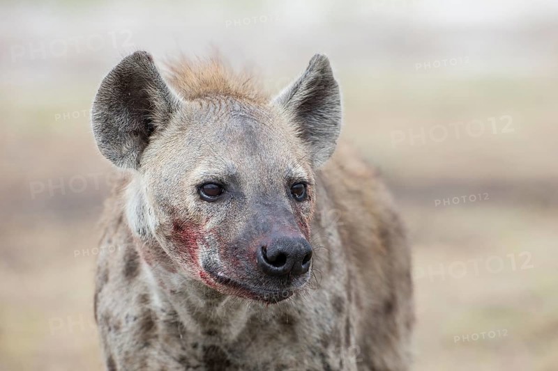 Spotted Hyena (Crocuta crocuta) blood smeared across its face after feeding