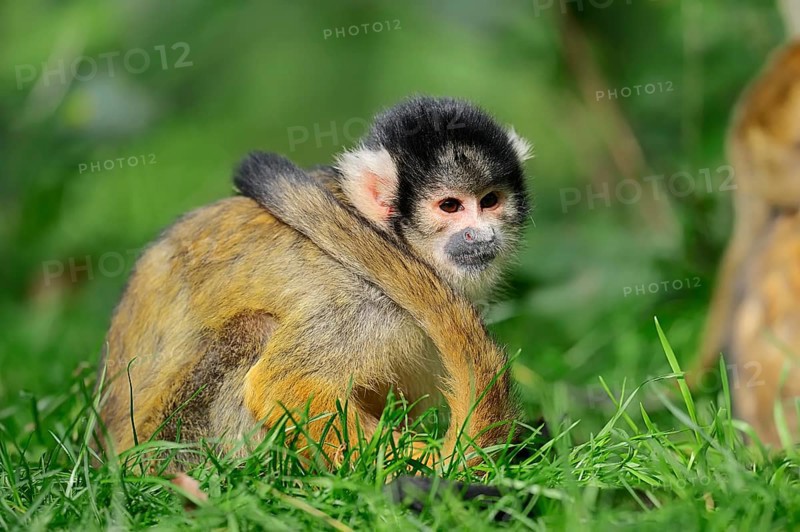 Bolivian Squirrel Monkey (Saimiri boliviensis)