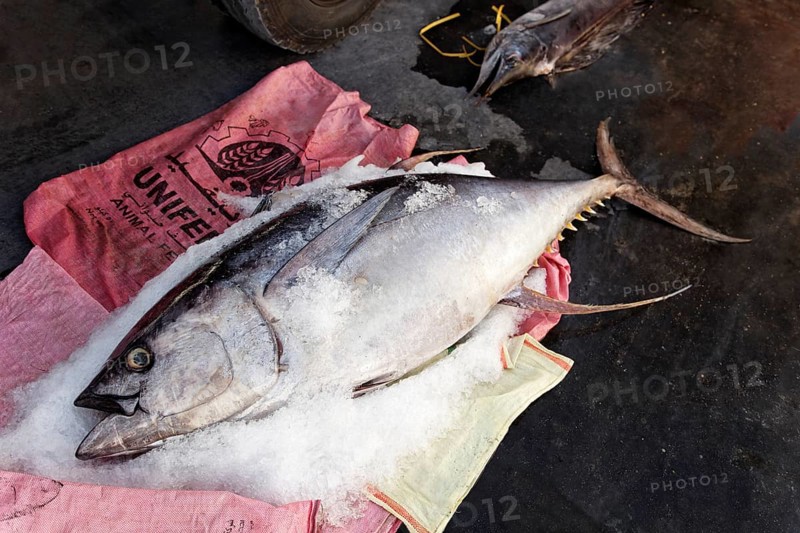 Yellowfin tuna on ice
