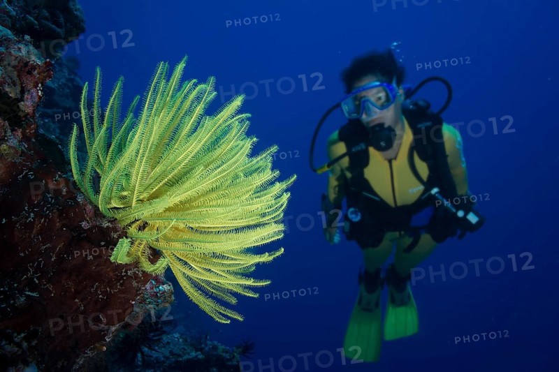Scuba diver looking at a yellow Feather Star (Crinoidea)