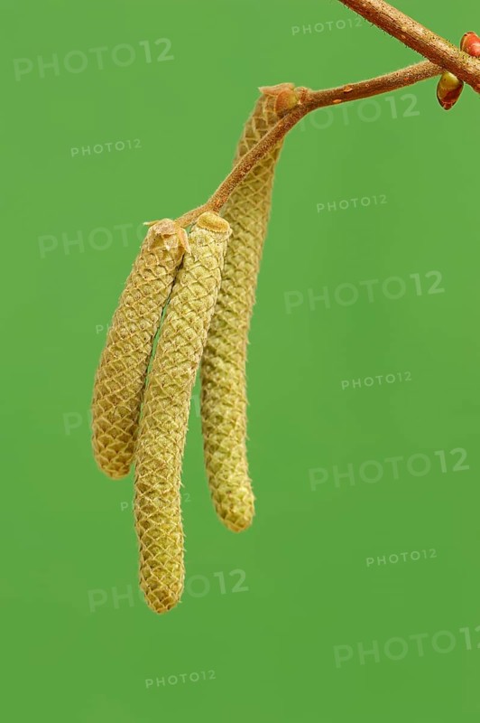 Common Hazel (Corylus avellana)