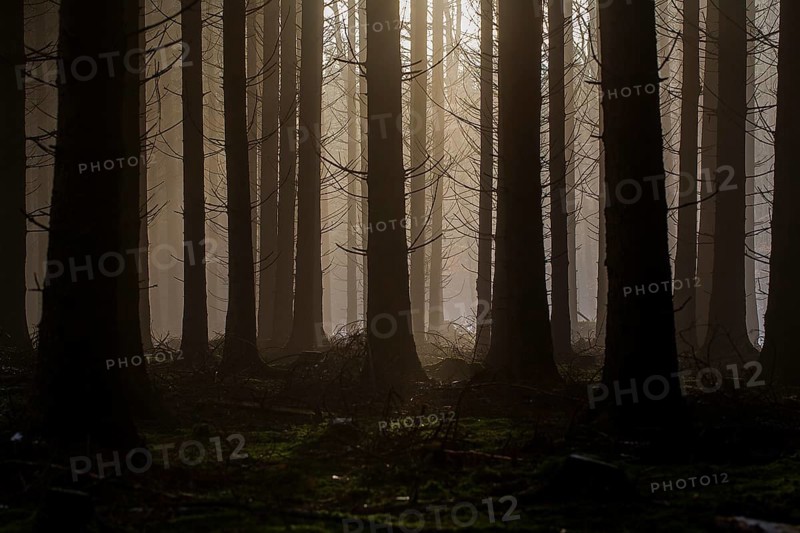 Forest in the evening