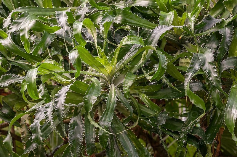 Leaves of the Screw Pine (Pandanus pristis)