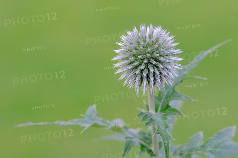 Small globe thistle (Echinops ritro)