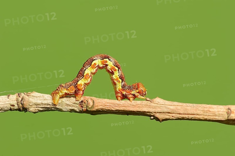 Caterpillar