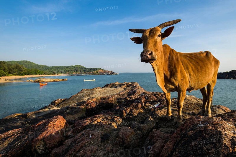 A holy cow is standing on a rock at Om Beach