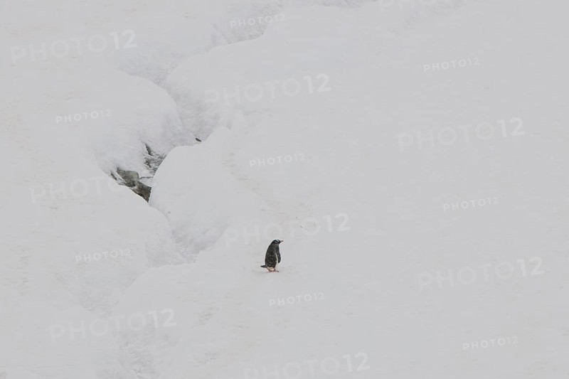 Gentoo Penguin (Pygoscelis papua) in the snow