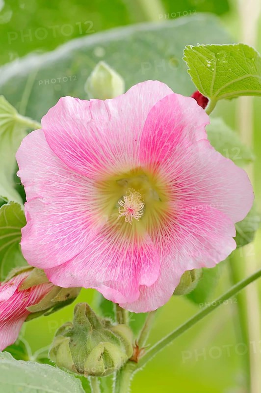 Hollyhock (Alcea rosea