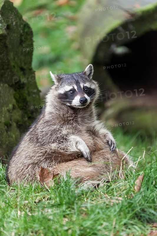 Raccoon (Procyon lotor)