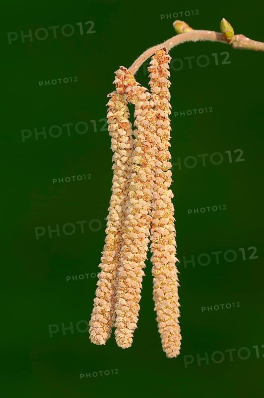 Common Hazel (Corylus avellana)