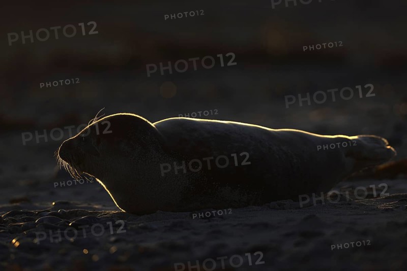 Grey Seal (Halichoerus grypus)
