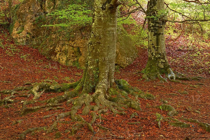 Beech trees