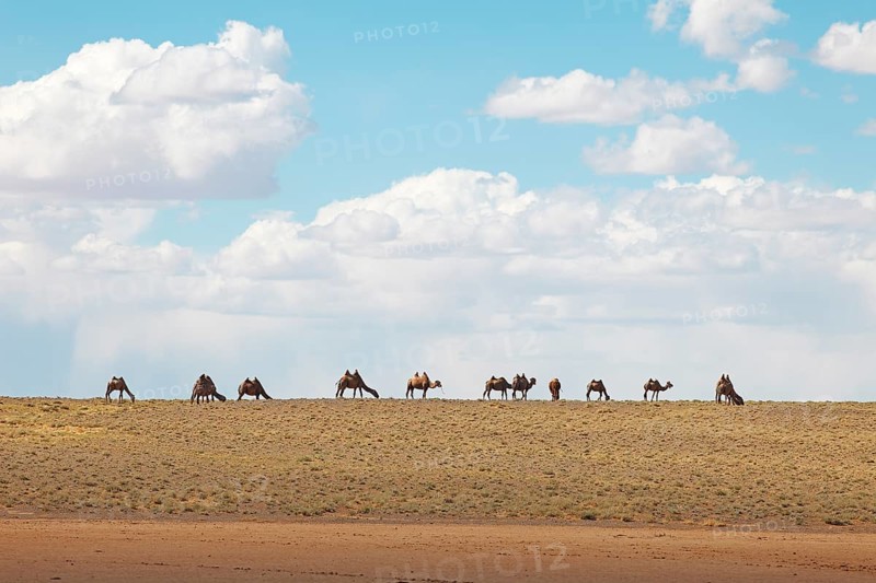 Bactrian Camels (Camelus ferus)