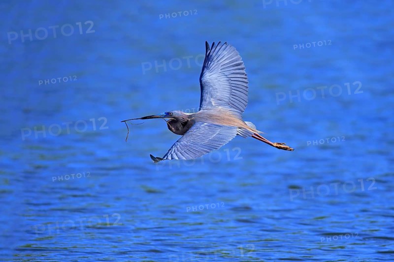 Tricoloured Heron (Egretta tricolor)