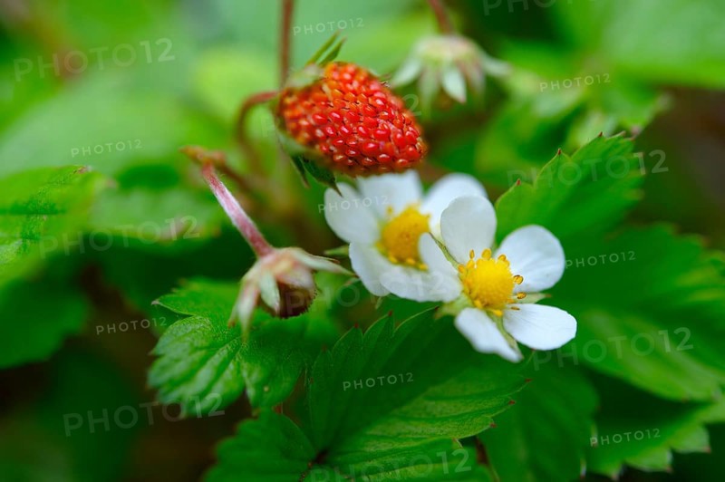 Wild strawberries (Fragaria vesca)