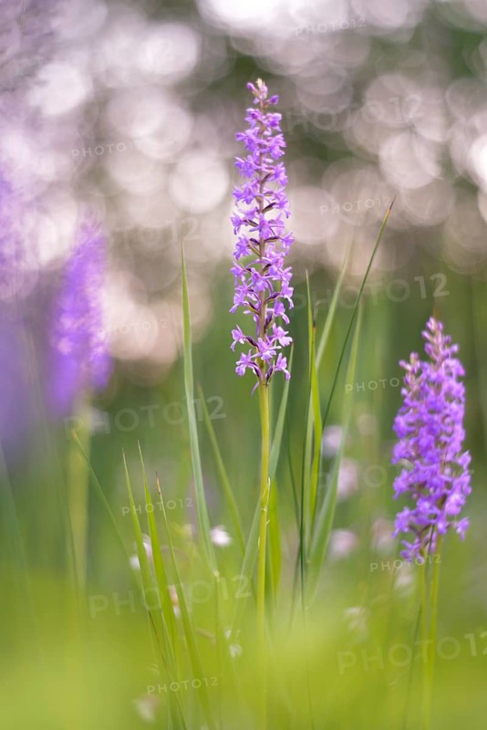 Fragrant orchid (Gymnadenia conopsea) in a marsh area