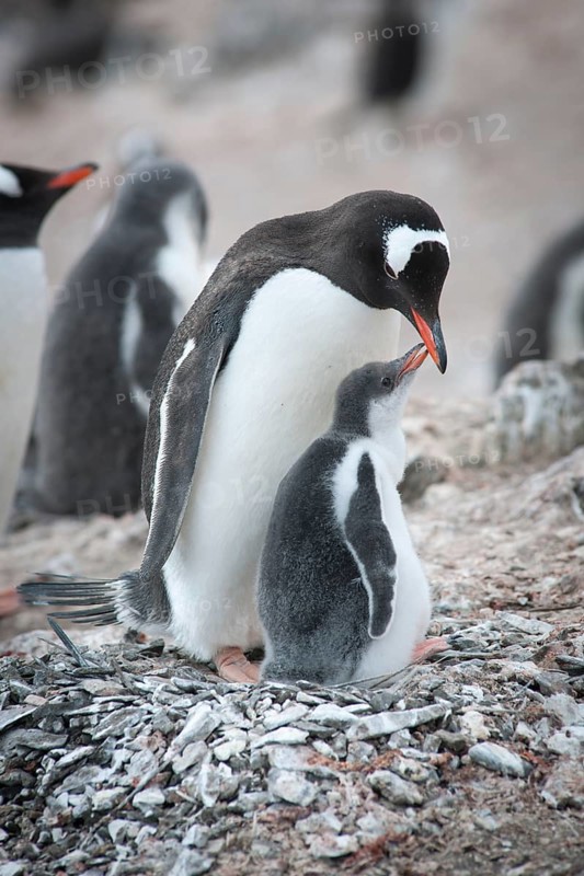 Gentoo Penguin (Pygoscelis papua) and chick at the nest