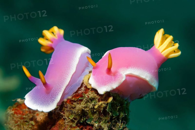A pair of Bullocks Hypselodoris (Chromodoris bullockii)
