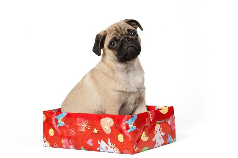 Pug
