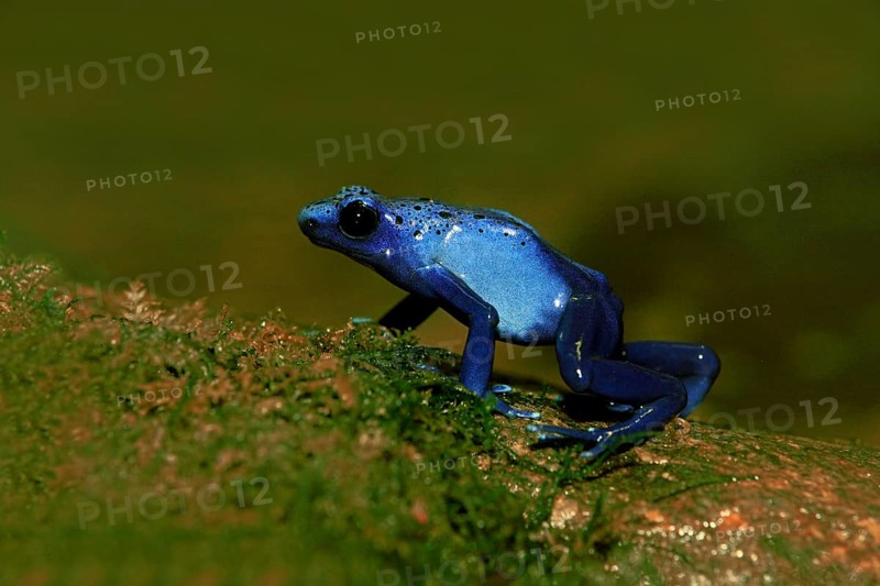 Blue Poison Frog (Dendrobates tinctorius)