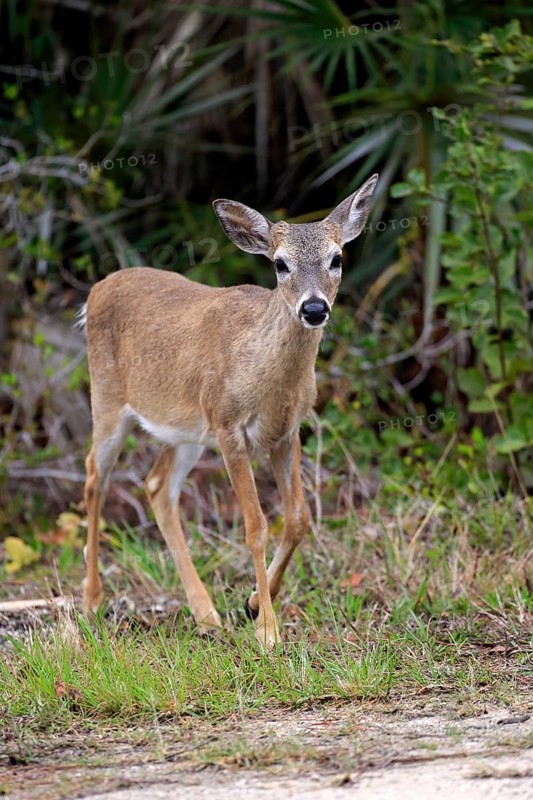 Key-white-tailed deer (Odocoileus virginianus clavium)